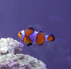 Clownfish Identification Identification Forum Nano Reef
