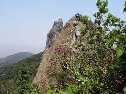 Image result for Dissotis melleri