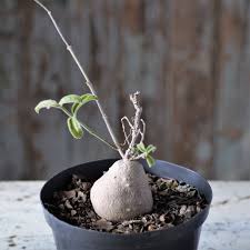 Image result for Raphionacme procumbens