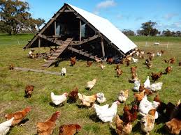 purple pear farm permaculture in action taranaki farm chickens backyard worm composting chicken tractors