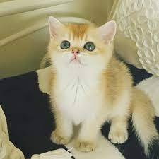 ding dong ding dong british shorthair prenses sultana benimo kedizade uluslararasi secere belgeli sertifikali hakkinda bilgi rezer komik hayvan hayvan kedi