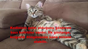 Hamile Kedi Belirtileri Youtube