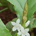 Image result for Oxygonum sinuatum
