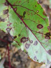 Maybe you would like to learn more about one of these? Cercospora Leaf Spot Of Beet Purdue University Vegetable Crops Hotline