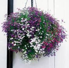 Tanaman bunga lobelia tidak hanya terkenal karena bunganya yang cantik dan memiliki beragam warna seperti ungu, biru, merah dan putih, tapi tanaman ini juga dikenal karena sangat mudah tumbuh melalui. Jual Benih Lobelia Cascade Mixed 1500 Biji Mr Fothergills Bibitbunga Com