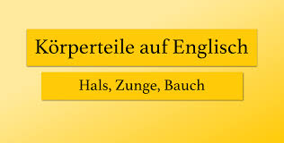 The area found underneath the abdomen and in between. Hals Zunge Bauch Korperteile Englisch Lernen