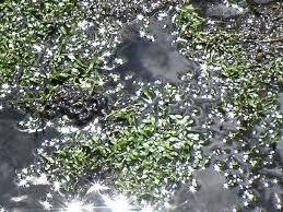 Image result for Limosella maior