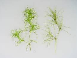 Image result for Najas