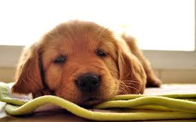 Dark golden retriever puppies for sale. Hd Wallpaper Dark Golden Retriever Puppy Dog Muzzle Brown Rest Sleep Pets Wallpaper Flare