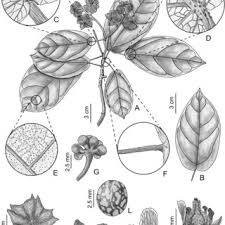 Image result for Carpodiptera africana