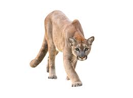 Get meaning and translation of cougar in hindi language with grammar,antonyms,synonyms and sentence usages. Portugalski Stranac Natjecatelji Cougar Urban Dictionary Puma Smart Kit Org