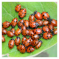 Ladybugs