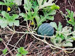 Semis De La Pasteque En Godet Ou En Terre Les Conseils Pour Reussir Ce Legume Fruit De Chaleur En 2020 Pasteque Semis Cultiver