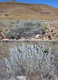 Image result for Petalidium englerianum