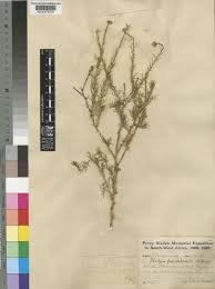 Image result for Pentzia