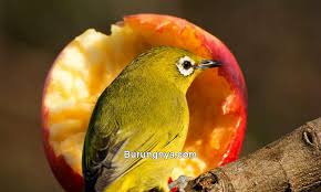 Maybe you would like to learn more about one of these? 7 Jenis Burung Kecil Suara Merdu Dan Mudah Gacor Burungnya Com
