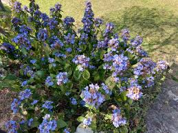 Image result for Eranthemum pulchellum