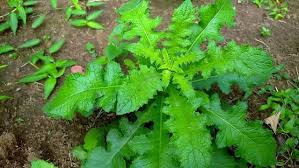 Image result for Elephantopus scaber