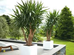 Image result for Yucca gigantea