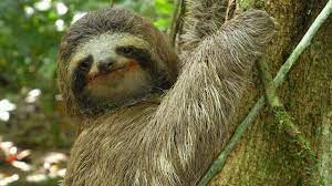 One definition is a habitual disinclination to exertion, or laziness. Three Toed Sloth The Slowest Mammal On Earth Nature On Pbs Youtube