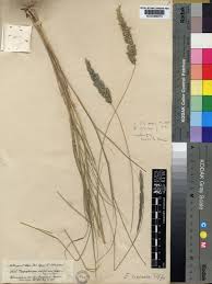 Image result for Enneapogon scoparius