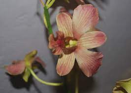 D 160915 1 Dendrobium Orchids Klairvoyant Orchids Thrissur Kerala India Dendrobium Orchids Orchids Orchid Plants