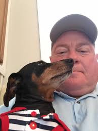 Crusoe the Celebrity Dachshund