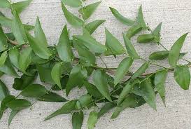 Image result for Asparagus asparagoides