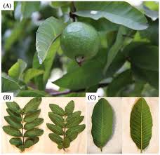 Guava (Psidium guajava L.) Leaves: Nutritional Composition, Phytochemical  Profile, and Health-Promoting Bioactivities