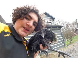 What's the best support for quail with wry neck?