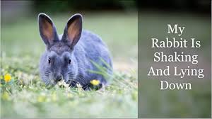 What does it mean if a bunny does not move but still eats? My Rabbit Is Shaking And Lying Down Why It Happens Youtube