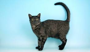 Understanding how is challenging because many genes are involved. Egyptian Mau Cat Breed Information