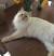 Ragdoll Flame Point Siamese Long Hair