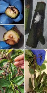 Image result for Sphaeropsis tumefaciens oleander symptoms