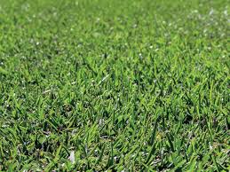 If you have clover growing in your lawn, and if it remains unchecked, then it can become 5 to 8 inches long and cutting clover off at the base with a hoe is the best way to tend in more extensive and accessible areas. How To Kill Clover Without Weed Killers My Home Turf
