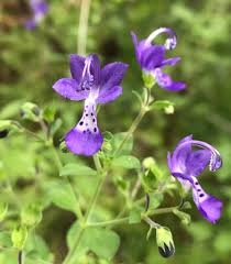 Image result for Lamiaceae