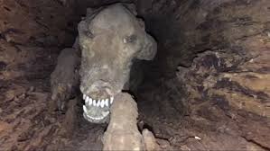 Creepy things found in the woods. The Most Horrifying Things Discovered In The Great Outdoors