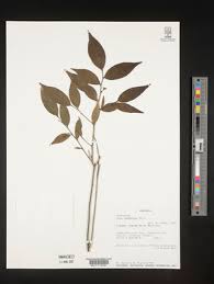 Image result for Olax aschersoniana