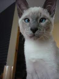 Is the blue point siamese right for you? My Blue Point Siamese Cat Tom When He Was A Baby Siamese Cats Blue Point Cats Cats And Kittens