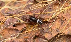 In those cases, leave it to people who know. Have You Got False Widow Spiders In Your House How To Spot Them How To Treat Spider Bite Nature News Express Co Uk