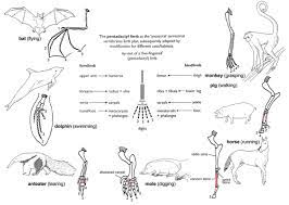 18 5f Homologous Structures Biology Libretexts