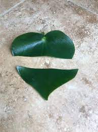 We did not find results for: The Complete Guide To Peperomia Polybotrya Care And Propagation Raindrop Peperomia Plant My Home