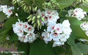 Image result for Dombeya burgessiae