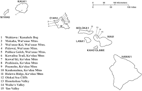 Image result for Vernonia gerberiformis