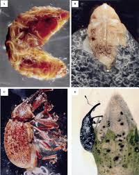Research at the university of missouri indicates they it remains the most destructive cotton pest in north america. Susceptibility Of The Boll Weevil To Steinernema Riobrave And Other Entomopathogenic Nematodes Sciencedirect