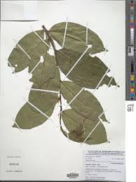 Image result for Leptaulus