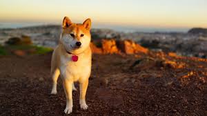 Другие видео об этой игре. 1920 X 1080 Dog Wallpapers Top Free 1920 X 1080 Dog Backgrounds Wallpaperaccess