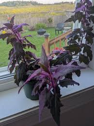 Image result for Gynura