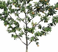 The first fruiting should occur from the second or third year onwards. How To Prune Espalier