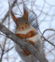 Fuzzy Fuzzy Ears Cute Animals Animals Cute Squirrel